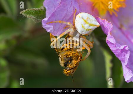 Gehöckerte Krabbenspinne, Gehörnte Krabbenspinne, Krabbenspinne lauert auf Blüte auf Beute, mit erbeuteter Biene, Beute, Räuber-Beute-Beziehung, Weibc Banque D'Images