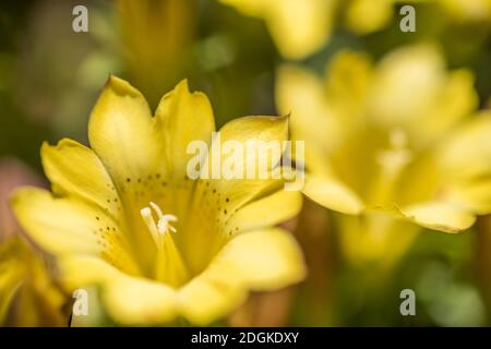 Espèces indigènes de fleurs jaunes de Gentiana Banque D'Images