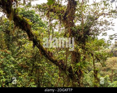 Randonnée dans la forêt tropicale du Costa Rica. Les broméliades, les fougères, la sélaginella et d'autres épiphytes poussent sur les arbres. Il y a tellement de tons verts différents. Banque D'Images