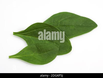 Salade de pousses d'épinards, Spinacia oleracea, feuilles contre fond blanc Banque D'Images