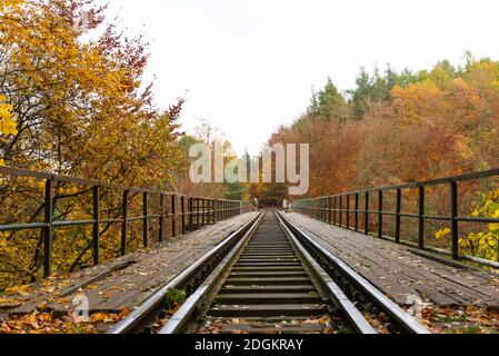 Une forêt à Rutki juste au sud de Gdańsk, en Pologne pendant la profonde automne Banque D'Images