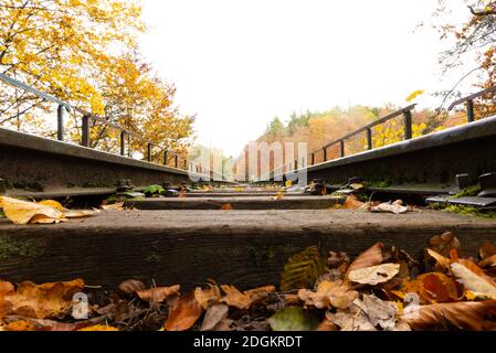 Une forêt à Rutki juste au sud de Gdańsk, en Pologne pendant la profonde automne Banque D'Images