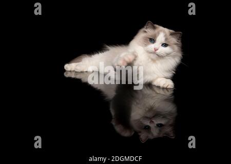 Joli chat ragdoll avec les yeux bleus couchés la portée à la caméra avec son paw sur un arrière-plan noir avec réflexion Banque D'Images