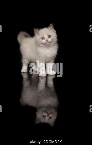 Adorable chaton ragdoll avec des yeux bleus regardant l'appareil photo se tenir sur un fond noir avec réflexion Banque D'Images