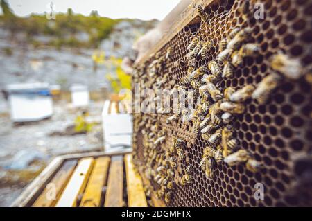 Gros plan des abeilles dans une ferme Banque D'Images