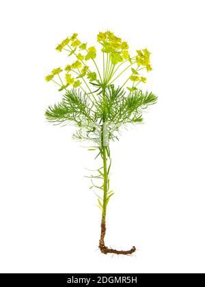 Plante de sphèce de cyprès isolée sur blanc, Euphorbia cyparissias Banque D'Images