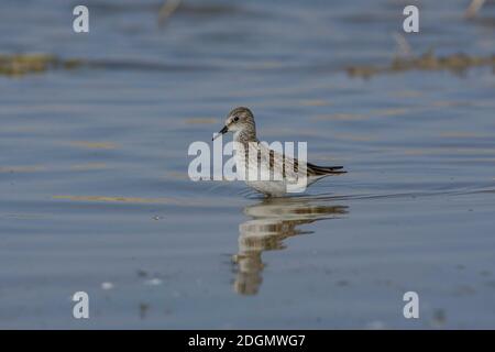 Petite promenade (Calidris minuta) dans un lac. Banque D'Images