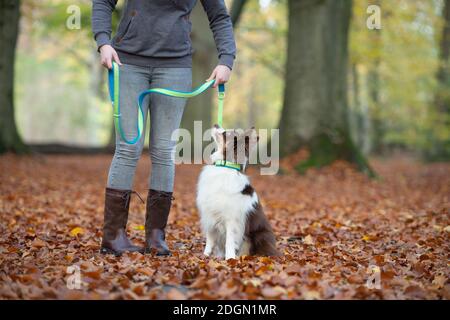 Chien à la recherche de son propriétaire, étant sur un liège en plein air dans une allée de forêt pendant l'automne Banque D'Images