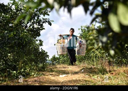 Un agriculteur transporte des tonnes d'oranges dans un champ d'orange du comté de Rongjiang, de Qiandongnan Miao et de la préfecture autonome de Dong dans le sud-ouest de la Chine, Guizhou Banque D'Images