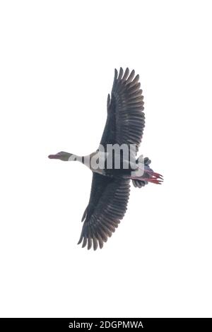 Photo isolée volant de canard à angle bas Banque D'Images