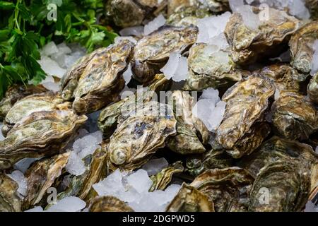 Huîtres du Pacifique fraîches, crues, crassostrea gigas, sur un lit de glace dans un marché alimentaire britannique Banque D'Images