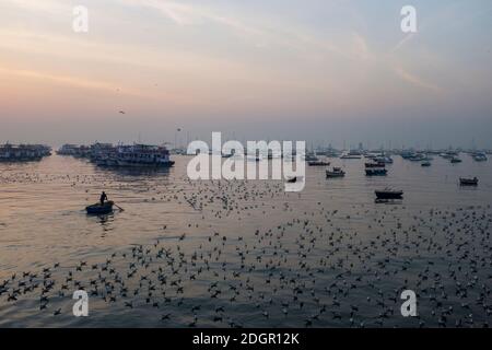 Des centaines de pigeons reposant sur les eaux calmes de la mer d'Arabie, avec un seul bateau qui rame vers des dizaines de bateaux touristiques et de petits yachts en arrière-plan Banque D'Images