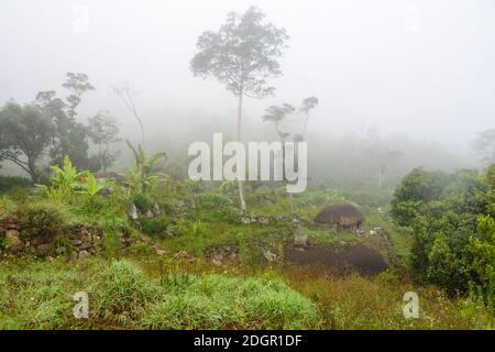 Matin brumeux dans la vallée de Baliem. Montagnes centrales, Papouasie occidentale, Indonésie Banque D'Images