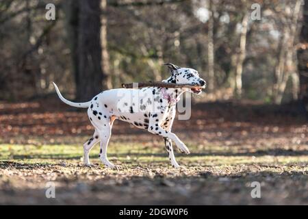 chien Dalmatien Banque D'Images