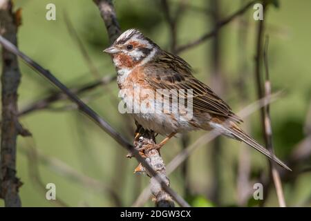 Pine Bunting Yellowhammer Emberiza leucocephala X ; X Emberiza citrinella Banque D'Images