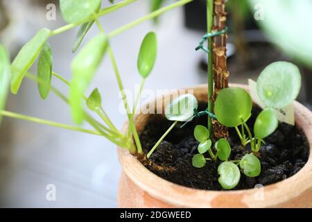 Pilea Peperomioides ou usine chinoise de monnaie dans un pot d'argile Banque D'Images