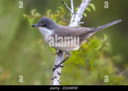 Première de l'hiver Western Orphean Warbler (Sylvia hortensis) Banque D'Images