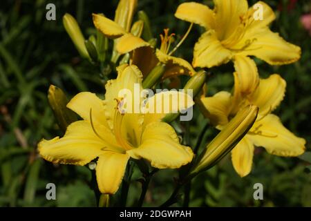 Les araignées de Daylilies à la fincelle jaune fleurissent à l'air libre. Banque D'Images