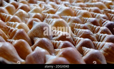 La coquille de chien conch, une espèce d'escargot de mer comestible, soigneusement agencée dans un beau motif. Banque D'Images