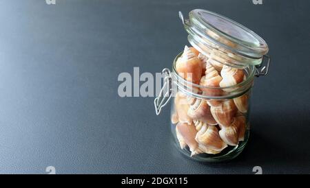 Un pot en verre plein de la coquille de chien conch, une espèce d'escargot de mer comestible. Banque D'Images