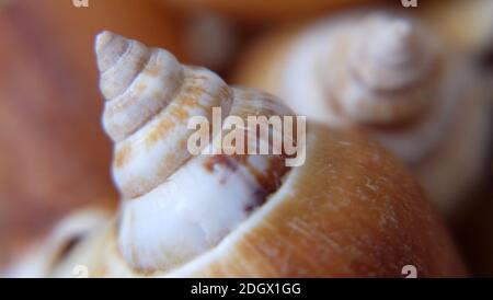 Gros plan de la coquille de chien conch, une espèce d'escargot de mer comestible. Banque D'Images