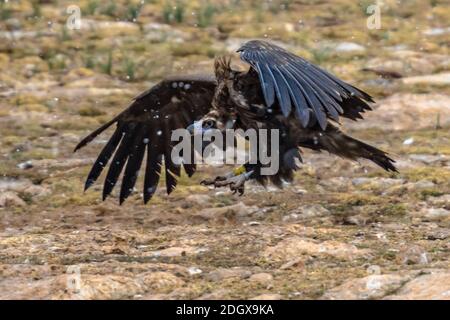 Vautour de Cineregypus (Aegypius monachus) oiseau qui s'envole de terre dans les Pyrénées espagnoles, Catalogne, Espagne. Avril. Ce grand oiseau de rapaces est distribut Banque D'Images