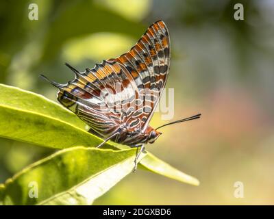 pasha à deux queue (Charars jasius) papillon perché sur des feuilles vertes au soleil Banque D'Images