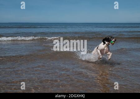 Un chien springer spaniel appréciant la chasse au ballon dans la mer à Woolacombe Beach Devon. Banque D'Images