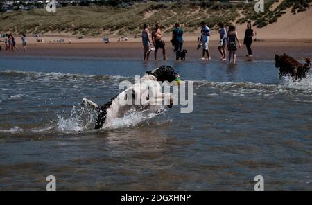 Un chien springer spaniel appréciant la chasse au ballon dans la mer à Woolacombe Beach Devon. Banque D'Images