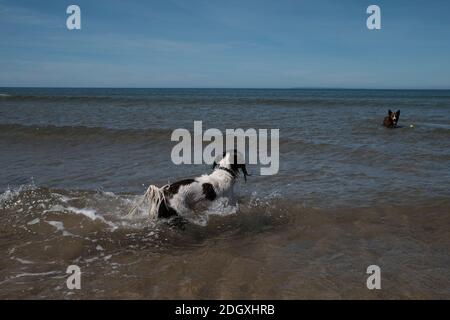Un chien springer spaniel appréciant la chasse au ballon dans la mer à Woolacombe Beach Devon. Banque D'Images