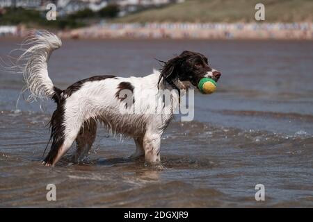Un chien springer spaniel appréciant la chasse au ballon dans la mer à Woolacombe Beach Devon. Banque D'Images