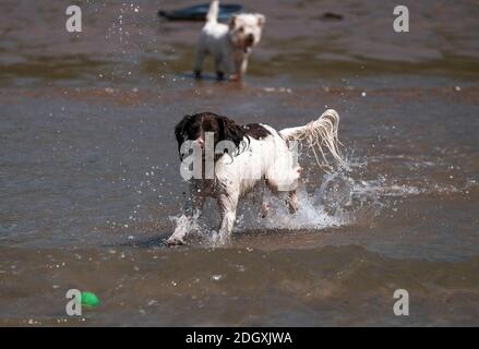 Un chien springer spaniel appréciant la chasse au ballon dans la mer à Woolacombe Beach Devon. Banque D'Images