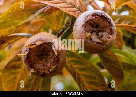 Gros plan de deux fruits biologiques mûrs brun doré de Medlar, Mespilus germanica, sur un arbre à la fin de l'automne avec des feuilles automnales vertes, jaunes et brunes. Banque D'Images