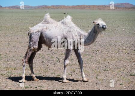 Un chameau dans le désert de la Mongolie occidentale Banque D'Images