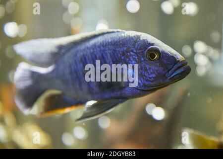 Cichlidés tropicaux dans l'aquarium. Banque D'Images