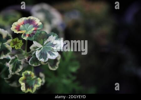 Vue ciblée sélectionnée de Geranium Zonal Banque D'Images