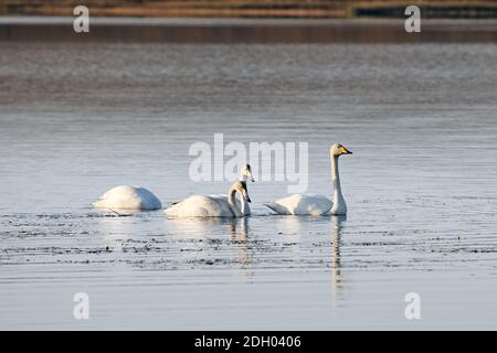 Whooper Swans, (Cygnus Cygnus), Loch Raa, Écosse, Royaume-Uni Banque D'Images