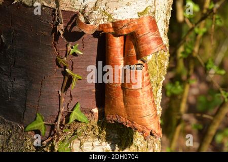 Bouleau 'Betula pendula'.écorce de bouleau brun qui s'écaille d'un bouleau argenté au printemps. Frome, Somerset, Royaume-Uni Banque D'Images