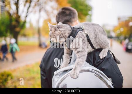 Joli gris jeune chat habillé laisse pour les chats à l'extérieur dans rue du parc d'automne, se dresse sur l'épaule du propriétaire, arrière de l'homme habillé sac à dos transparent pour chats, non Banque D'Images