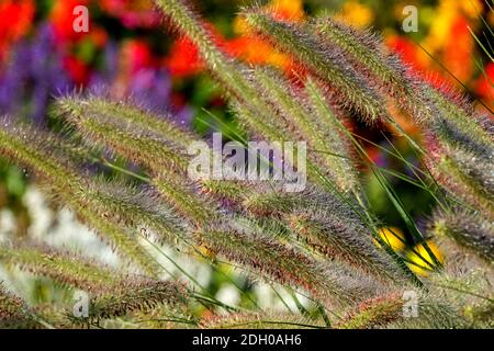 Herbes ornementales, herbe à plumes, panicules Pennisetum dans le jardin coloré de fin d'été Banque D'Images