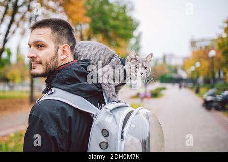 Joli gris jeune chat habillé laisse pour les chats à l'extérieur dans rue du parc d'automne, se dresse sur l'épaule du propriétaire, arrière de l'homme habillé sac à dos transparent pour chats, non Banque D'Images