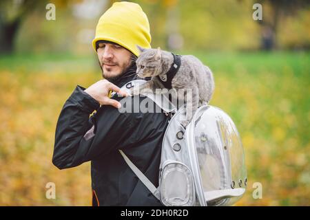 Joli gris jeune chat habillé laisse pour les chats à l'extérieur dans rue du parc d'automne, se dresse sur l'épaule du propriétaire, arrière de l'homme habillé sac à dos transparent pour chats, non Banque D'Images