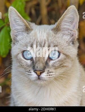 Bleu yeux gris mignon chatte Banque D'Images
