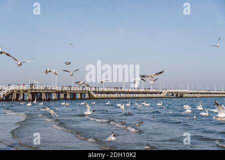 Cygnes et mouettes sur la plage de la mer Baltique à Sopot, Pologne. Les oiseaux de mer hivernent dans la baie de mer ouverte. Cygnes sur la mer d'hiver Banque D'Images