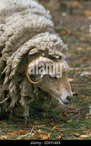 Manech tête rousse un mouton domestique, une race française, Ram Banque D'Images