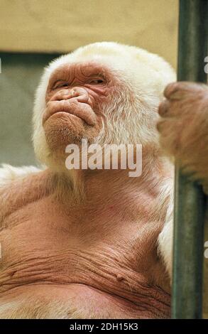 Gorille blanc, gorilla gorilla, homme au Zoo de Barcelone appelé Snowflake ou Copito de Nieve Banque D'Images