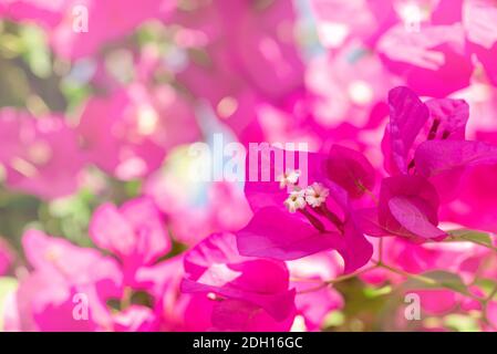 Belle fleur pourpre exotique Bougainvillea sur fond rose clair Banque D'Images