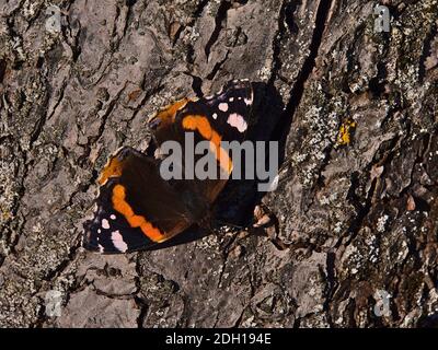 Vue rapprochée d'un magnifique papillon rouge amiral (vanessa atalanta) avec des ailes noires, des bandes rouges et des taches blanches assis sur l'écorce de l'arbre au soleil du matin. Banque D'Images