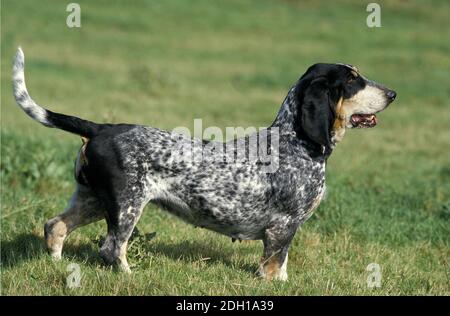 Basset bleu de Gascogne ou Basset bleu de Gascogne, adulte debout sur l'herbe Banque D'Images