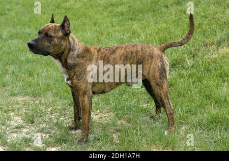 American Staffordshire Terrier, Old Standard Breed with Cut Ears Banque D'Images